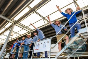 The guys from Rodwells in action at the Premium Weaner sales at NVLX,