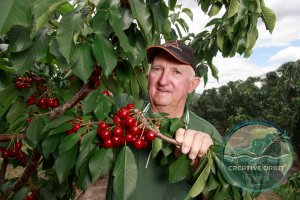 Hotson's Cherries, Chiltern